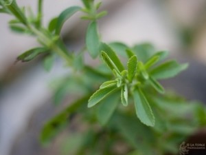 306_UGSS_stevia