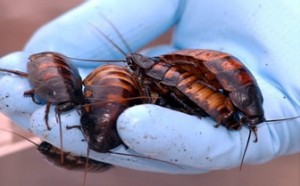 cucarachas