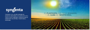 Syngenta1