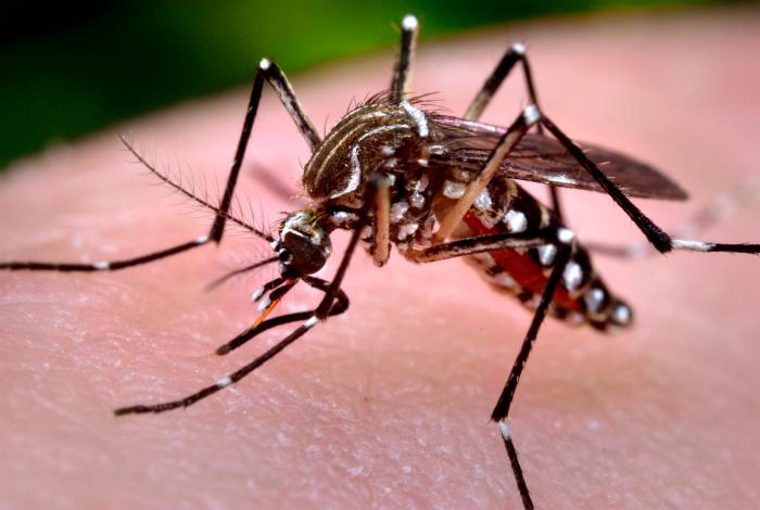 Los casos de dengue y chikungunya suman más de 25 mil hasta junio de 2015
