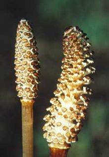 Equisetum arvense strobili.jpg