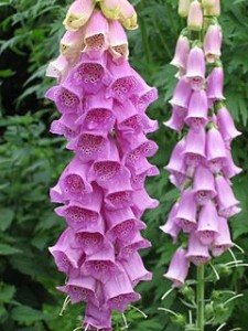 240px-Digitalis_Purpurea