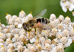 Eristalis arbustorum - Achillea millefolium - Keila.jpg