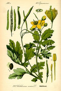 240px-Illustration_Chelidonium_majus0