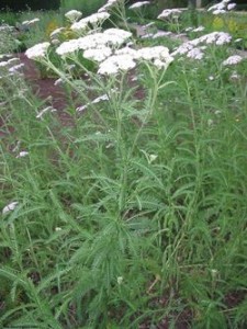 250px-Achillea_millefolium_habito