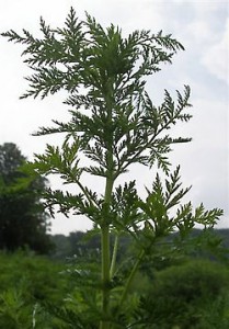 250px-Artemisia_annua