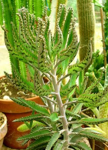 250px-Kalanchoe_daigremontiana