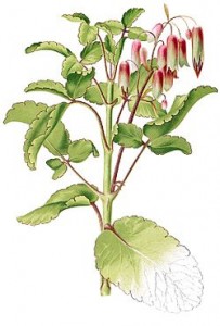 250px-Kalanchoe_pinnata_Blanco1.147-cropped