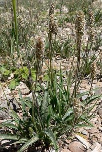 250px-Plantago_ovata_form