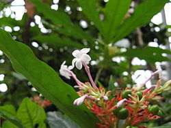 250px-Rauwolfia_serpentina(Flower)
