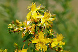250px-Saint_johns_wart_flowers