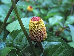 250px-Spilanthes-closeup-large