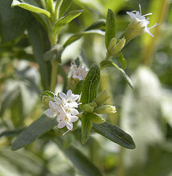 250px-Stevia_rebaudiana_flowers