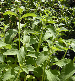 250px-Stevia_rebaudiana_foliage