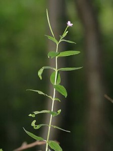 270px-Epilobium_parviflorum_korseby