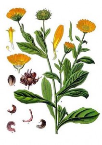 Calendula_officinalis_-_Köhler–s_Medizinal-Pflanzen-024