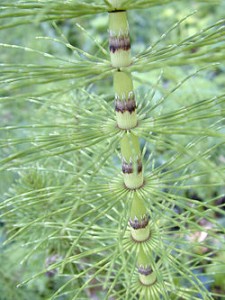 Equisetum_telmateia_stem