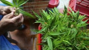 151222183748_sp_colombia_cannabis_304x171_afp_nocredit