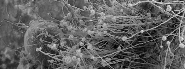 800x300_desechos_organicos