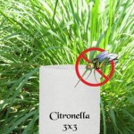citronella-150x150