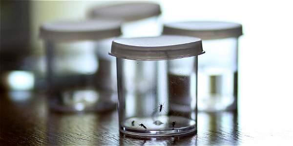 Ministerio de Salud reporta 50 casos de zika en Ecuador