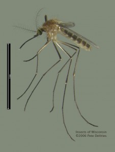 Culex_pipiens_Pete_DeVries