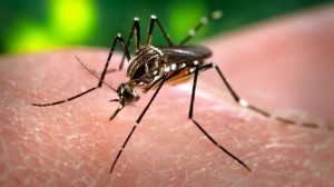 Zika-mosquito-300x168