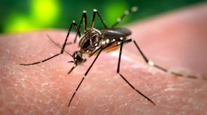 Zika mosquito