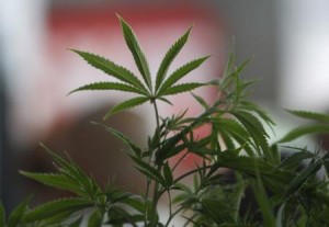 Un medicamento experimental basado en cannabis resultó exitoso como tratamiento para niños con una rara forma de epilepsia severa durante un ensayo clínico, lo que llevó a una fuerte alza en el valor de las acciones de la compañía fabricante, GW Pharmaceuticals. En la imagen de archivo, una planta de de Cannabis durante el evento "Weed the Peopl", donde entusiastas se juntan para celebrar la legalización del uso recreativo de la marihuana, en Portland, Oregon. el 3 de julio de 2015. REUTERS/Steve Dipaola