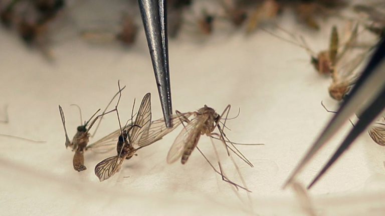 Zika
