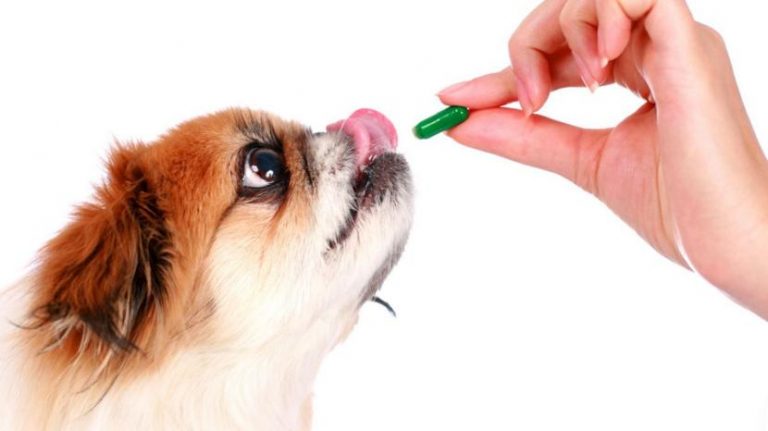 como_dar_un_medicamento_al_perro