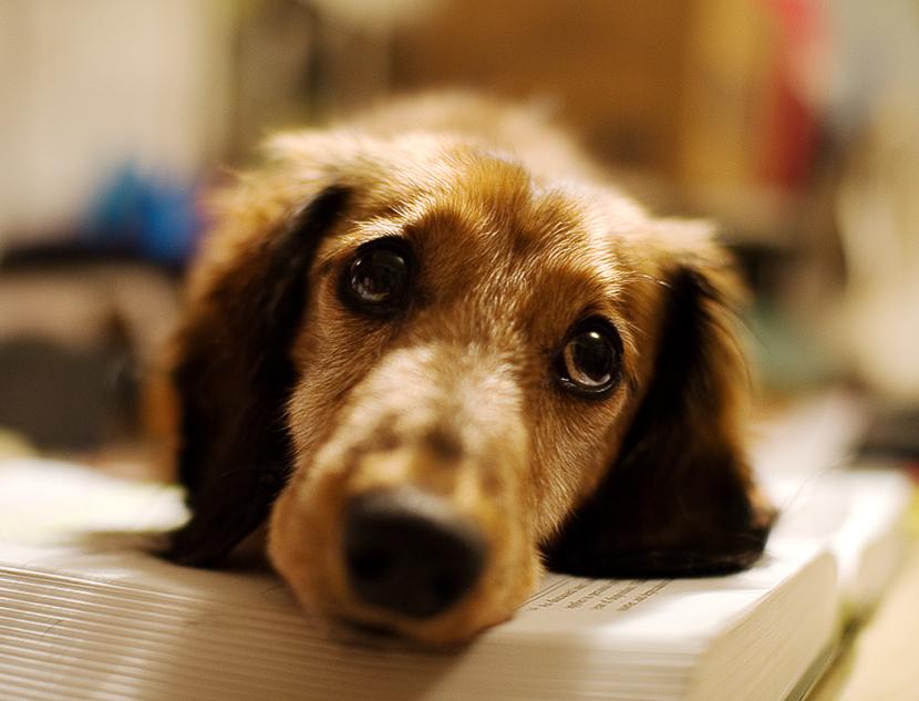 Cómo dar un medicamento a un perro