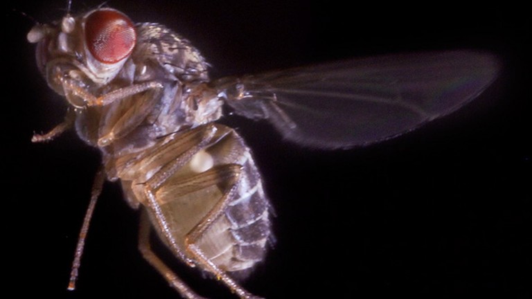 mosca-fruta-modelo-experimental-utilizado_115498988_3398706_1706x960