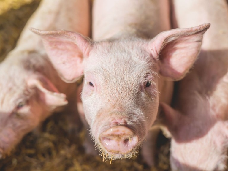 pig