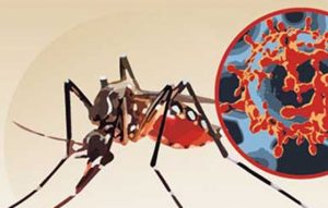 mosquito-Zika-27-01-16-copy