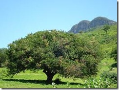 Pitanga arbol Pitanga arbol