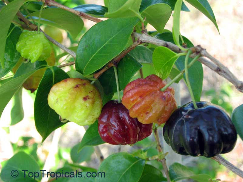 Pitanga (Eugenia uniflora L)