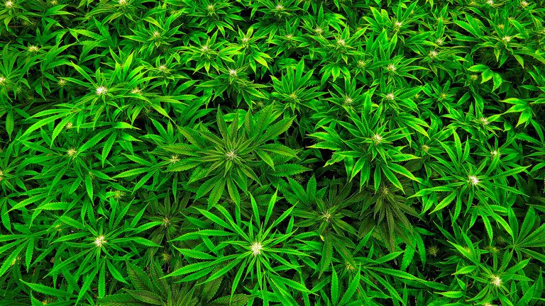 12MARIJUANA-videoSixteenByNine768