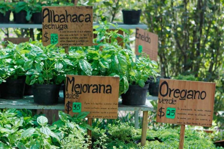 plantasmedicinales