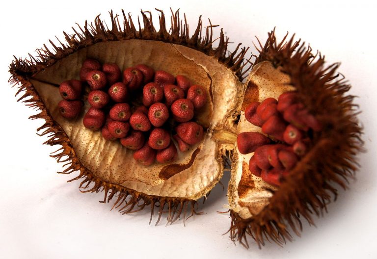 1280px-achiote_urucu