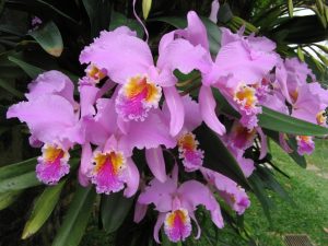 orquidea-flor-nacional-de-venezuela