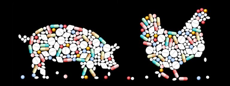 Antibiotics-in-meat-story-chicken-and-pig-RS-N1