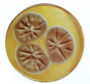 La cepa de Penicillium notatum que Fleming descubrió en el St. Mary's Hospital de Londres