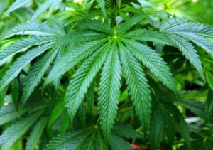 cannabis-1
