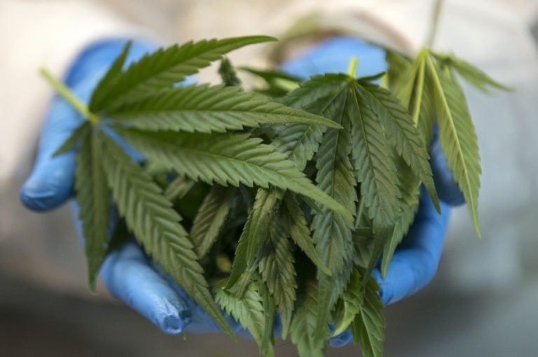 cannabis11-914x607