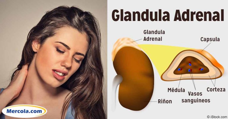 glandula-adrenal-fb