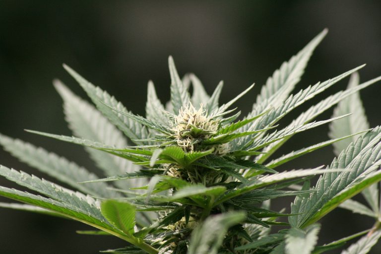 cannabis