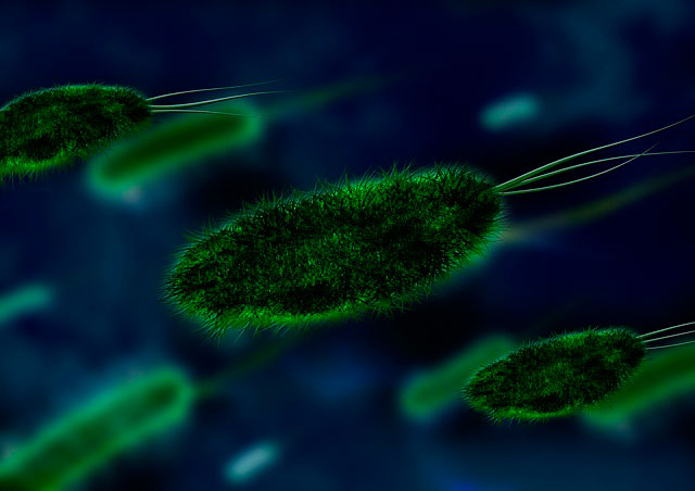 E coli en el cerebro de personas con alzhéimer