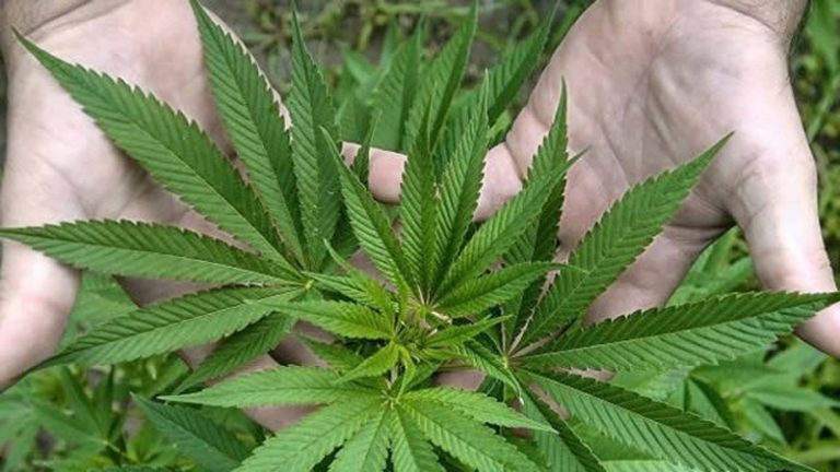 mariguana_manos_01