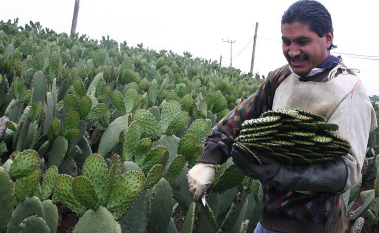 NOPAL MILPA ALTA 3